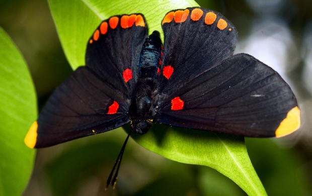 Butterfly On A Leaf
