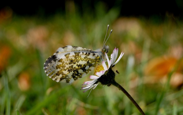 Butterfly on Flower (click to view)