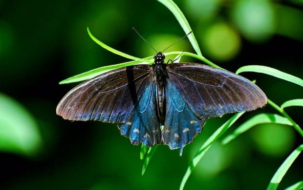 Butterfly On Grass (click to view)