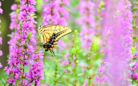 Butterfly On Nice Color Flowers