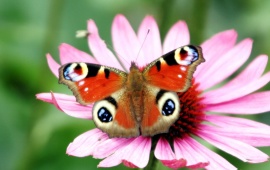 Butterfly On Pink Flower