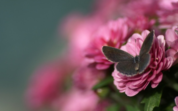 Butterfly on Pink Flower (click to view)