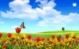 Butterfly on Tulip