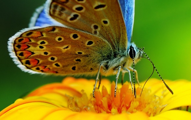 Butterfly On Yellow Flower (click to view)