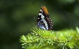Butterfly Pine Leaves