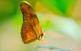 Butterfly Proboscis Wings