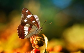 Butterfly Sitting At Berries