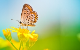 Butterfly Sitting At Yellows Flowers