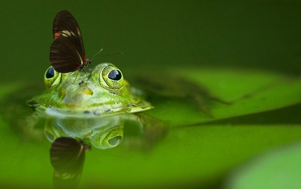 Butterfly Sitting On Froghead (click to view)