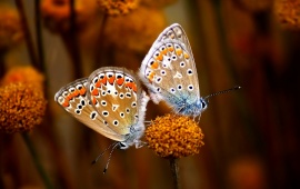 Butterfly True Love