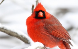 Cardinal Bird Snow