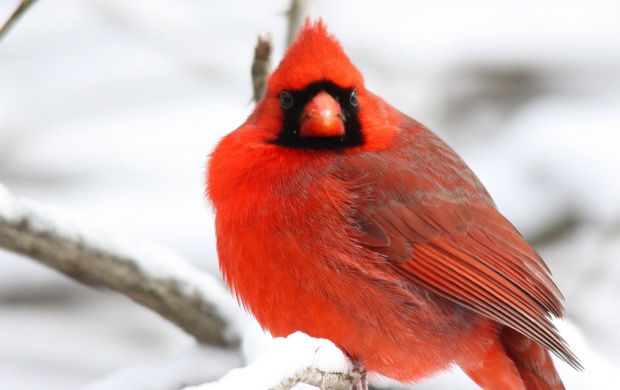 Cardinal Bird Snow (click to view)