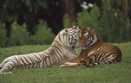Casal de Tigers