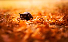 Cat And Autumn Leaves