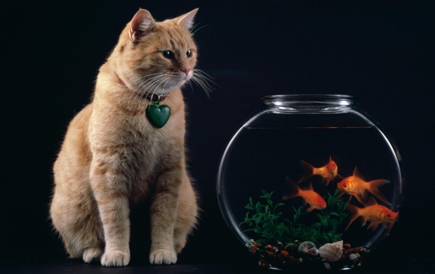 Cat And Fish Bowl (click to view)