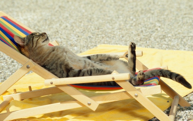 Cat Beach Sleeping (click to view)