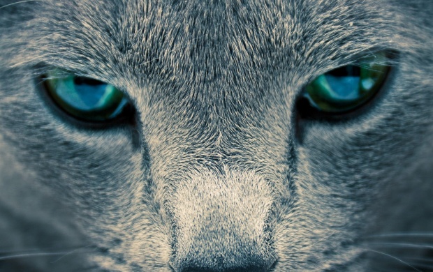 Cat Eyes Closeup (click to view)