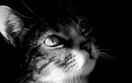 Cat Head in Black and White