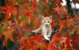 Cat In Autumn