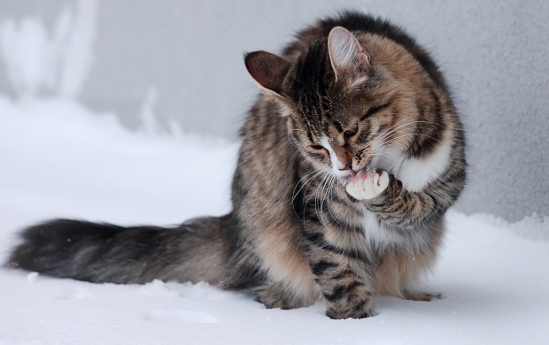 Cat In The Snow (click to view)