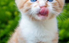 Cat Kid Pink Tongue