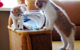 Cat Looking Swimming Fish