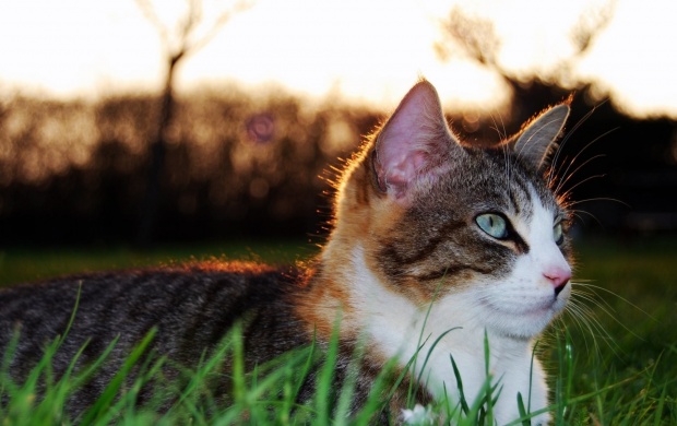 Cat Lying On Grass (click to view)