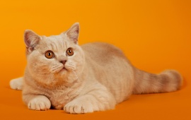 Cat Orange Background