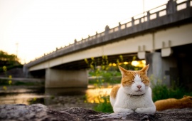 Cat Sitting At Bridge Near