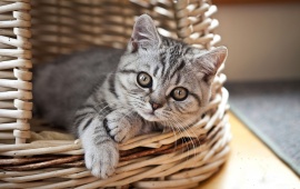 Cat Sleep In A Basket