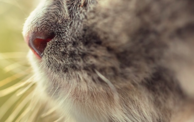 Cat Snout Macro (click to view)