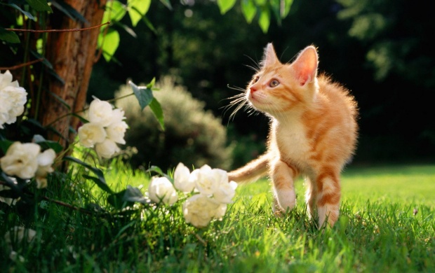 Cat Walking In The Grass (click to view)