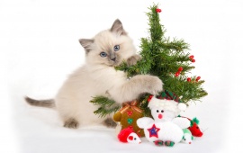 Cat With Christmas Tree