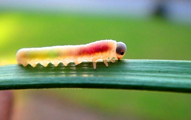 Caterpillar (click to view)