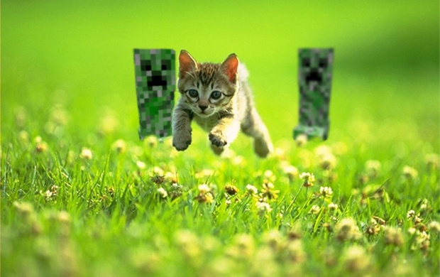 Cats Minecraft