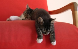 Cats Sleep In The Chair