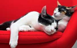 Cats Sleep On Red Sofa