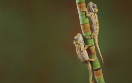 Chameleons Couple On Branch
