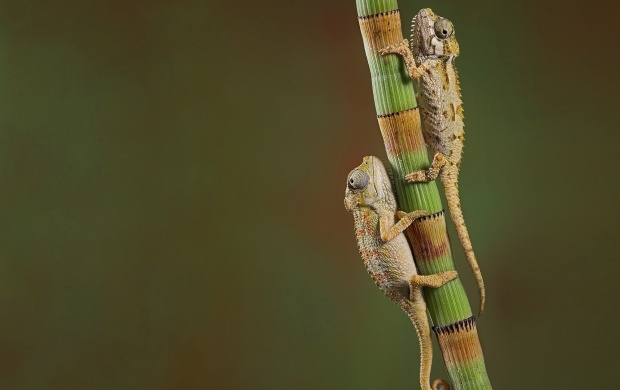 Chameleons Couple On Branch (click to view)