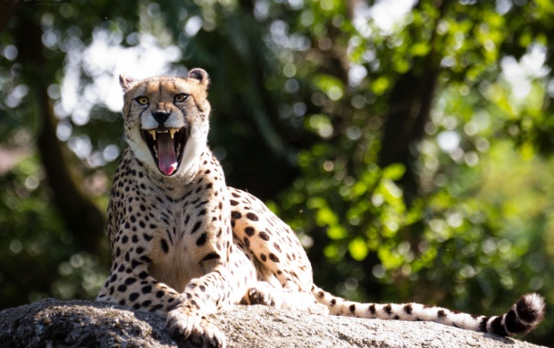 Cheetah Beautiful Teeth (click to view)