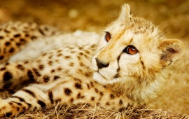 Cheetah Brown Eyes