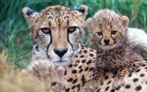 Cheetah Cub (click to view)