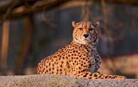 Cheetah On Rock