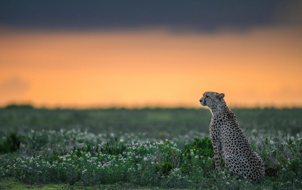 Cheetah Predator Wildlife (click to view)