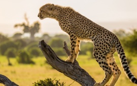 Cheetah Tree Branch Africa