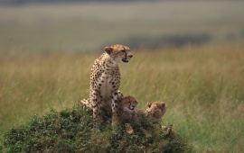 Cheetah Watching