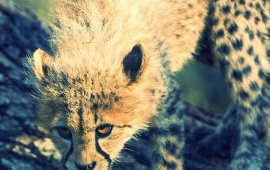 Cheetah Wild Cub