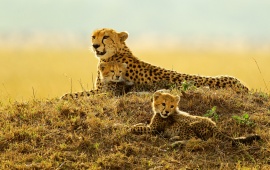 Cheetah With Her Young Cubs At Sunset