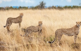 Cheetahs At Savanna