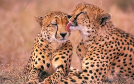 Cheetahs Love For Kids